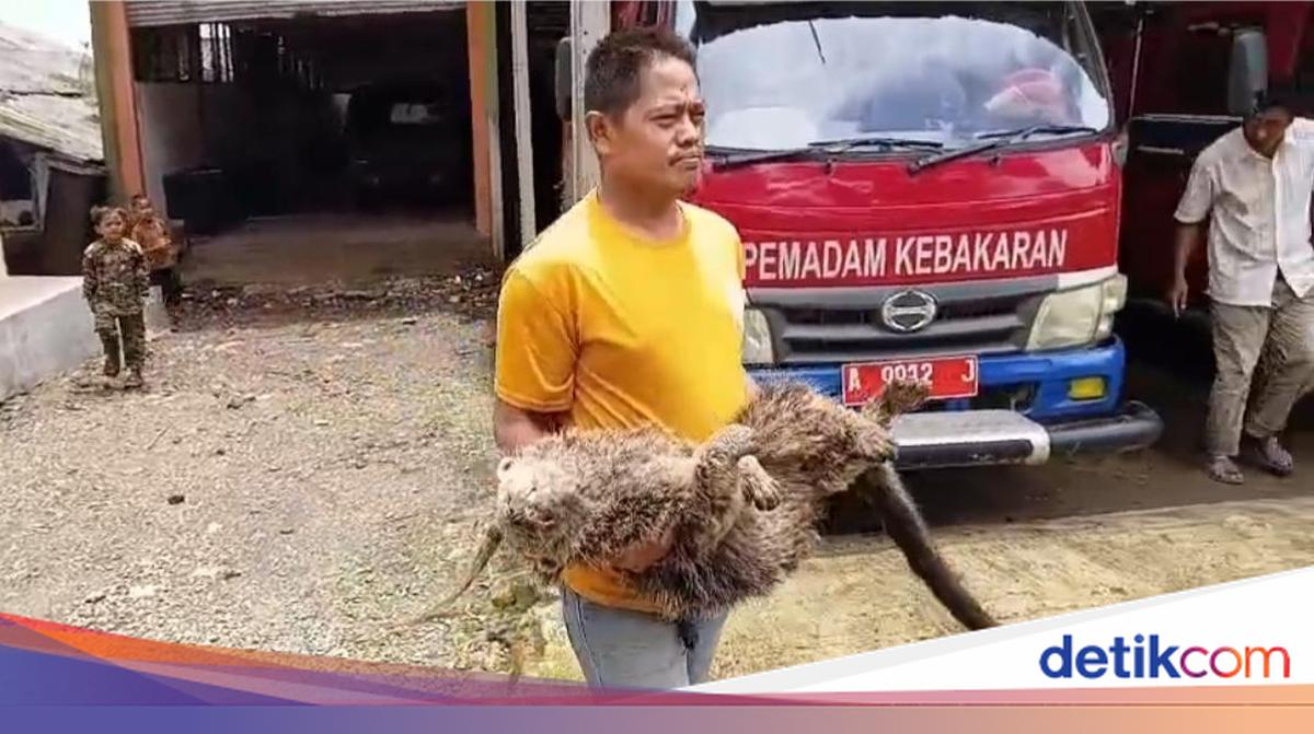 Binturong Mati di Permukiman Pandeglang, Ada Bekas Luka Tembak