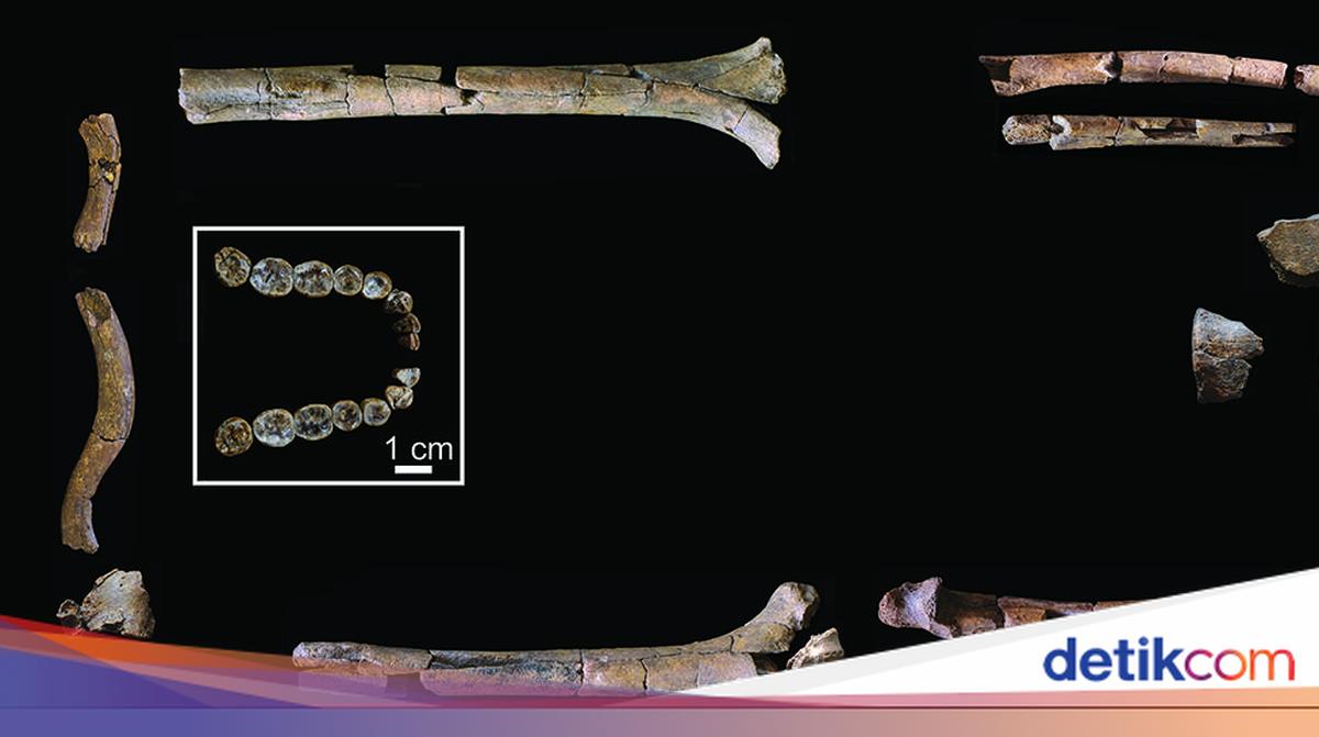 New Homo Habilis Fossil Discovery Challenges Human Evolution Theories