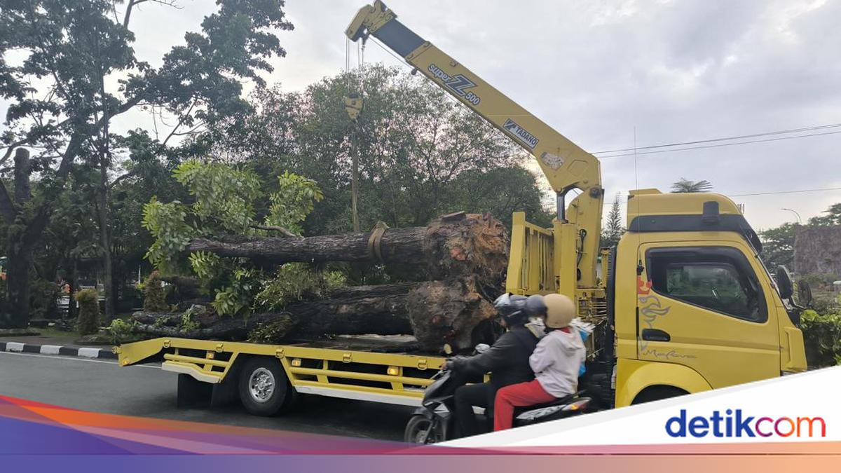 Jaga Lingkungan, Walkot Pekanbaru Terbitkan SE Larang Penebangan Pohon