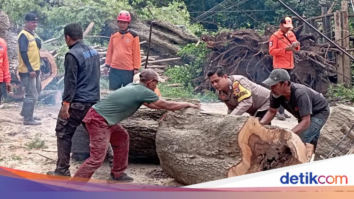 2 Pohon Asam Tua Tumbang Timpa 3 Bangunan di Serang, 1 Orang Terluka
