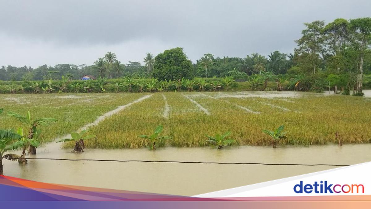 4.794 Hektare Sawah di Pandeglang Terendam Banjir, Petani Gagal Panen