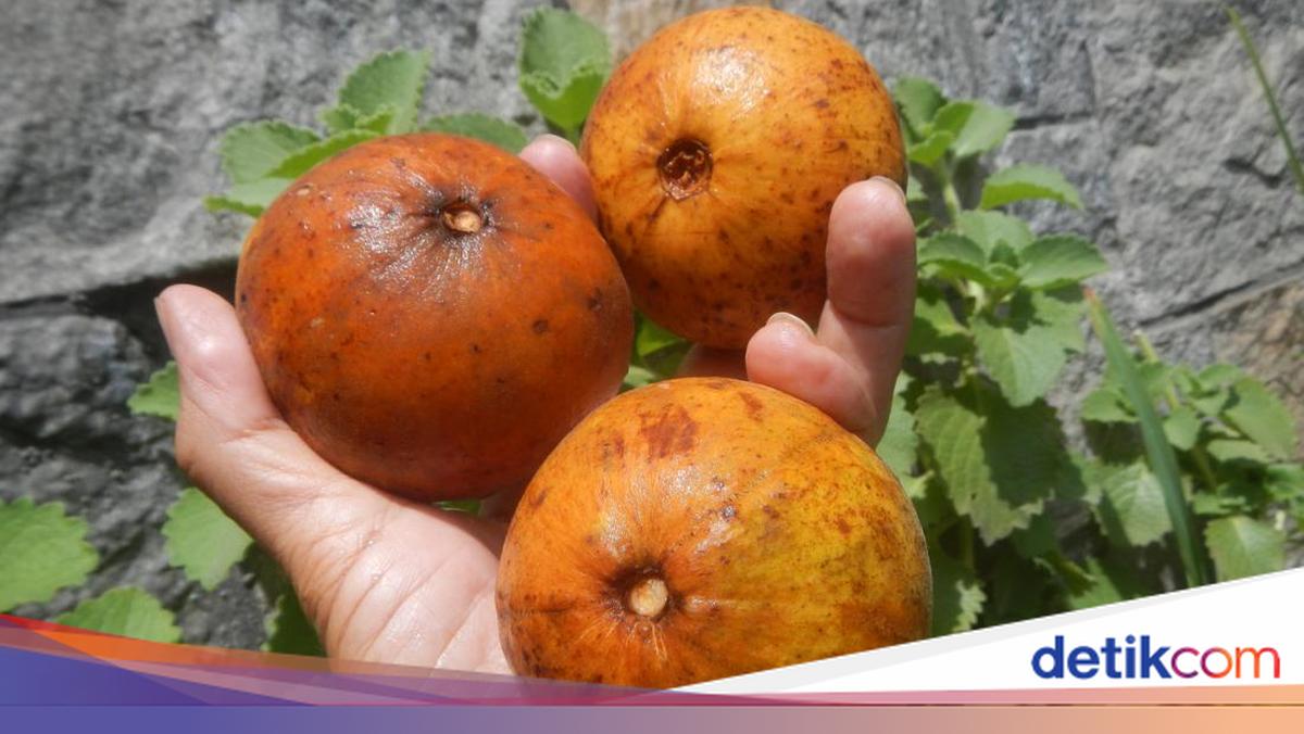 Apakah Buah Kecapi Bisa Dimakan? Ini Rasa, Manfaat, Cara Makan, dan Asalnya