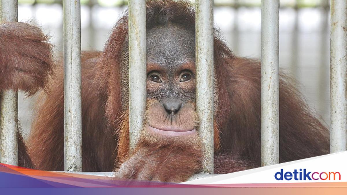 Hari Primata Nasional: Kenali Ciri Fisik, Pola Hidup, dan Jenisnya di Indonesia