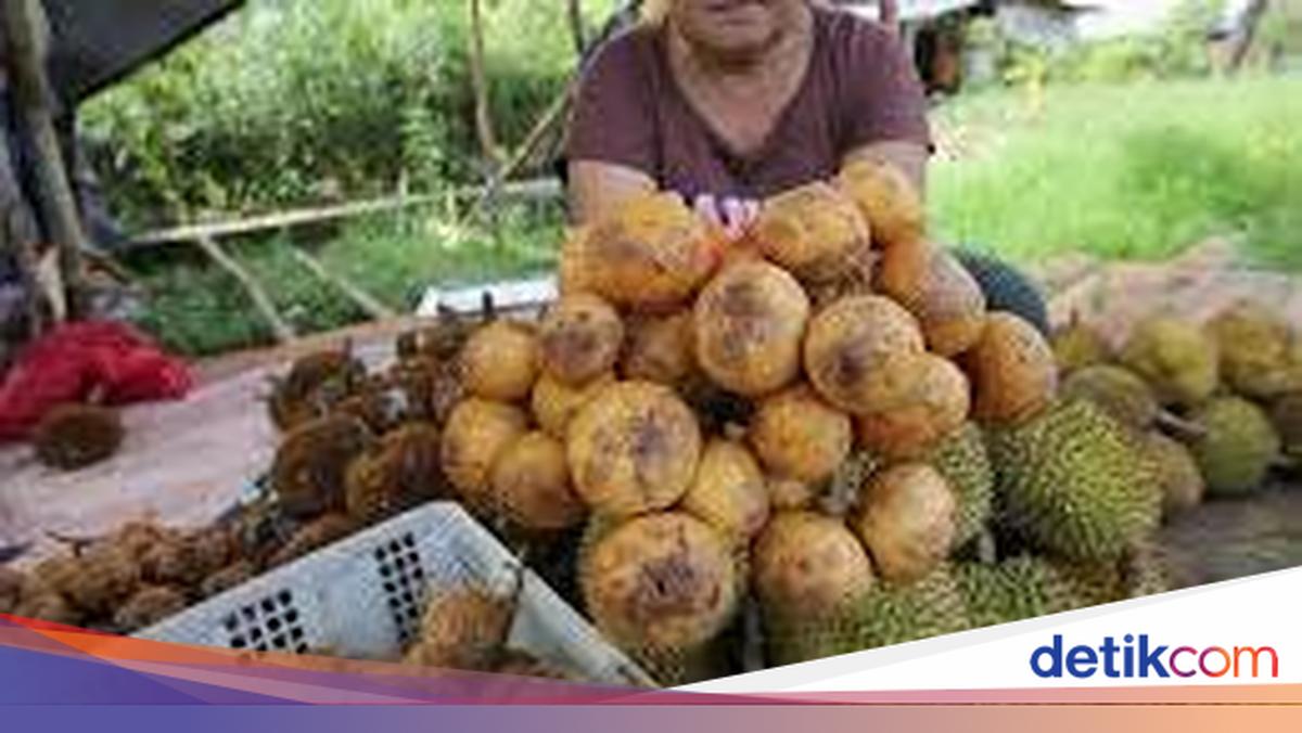 Kapul, Si Manis Khas Kalimantan yang Kini Kian Langka dan Nyaris Terlupakan Si Manis Buah Kapul yang Sudah Sulit Ditemukan