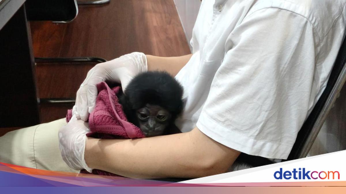 Polisi Bongkar Jual Beli Satwa Dilindungi di Riau, Owa Dijual Rp 10 Juta