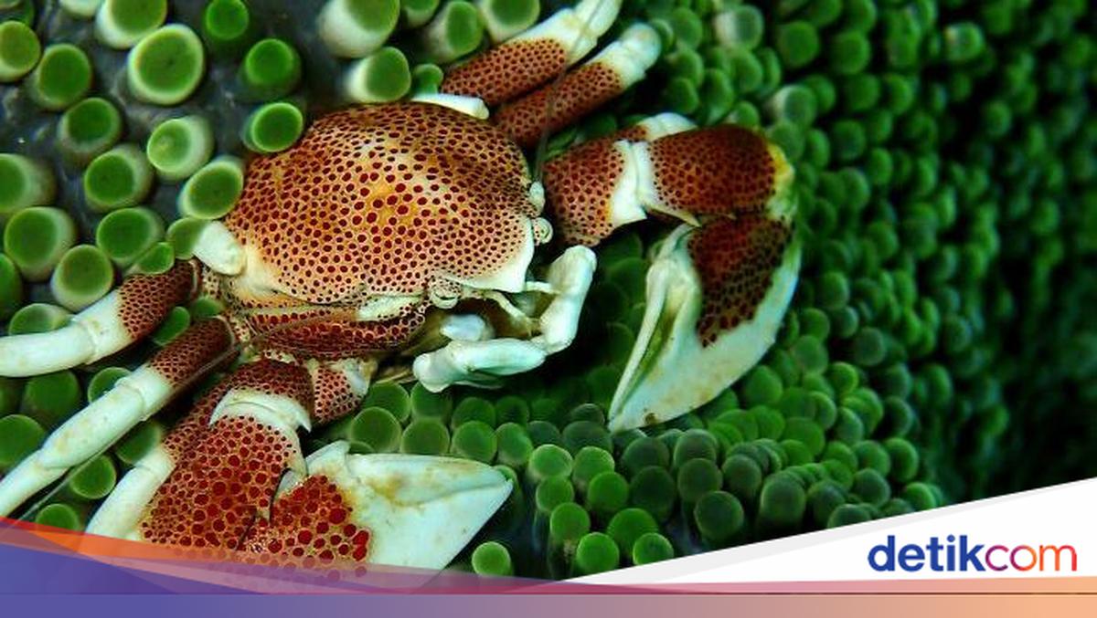 8 Potret Hewan Laut dengan Warna dan Bentuk Memukau