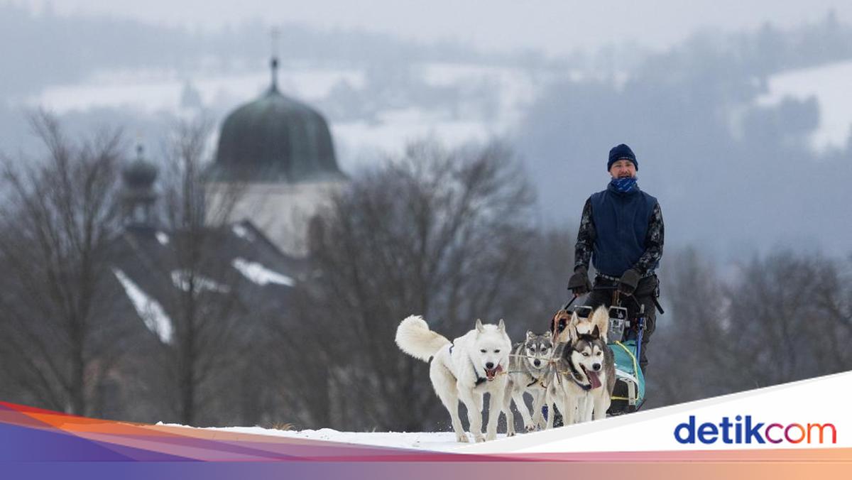 Adu Cepat Kereta Salju Anjing di Republik Ceko