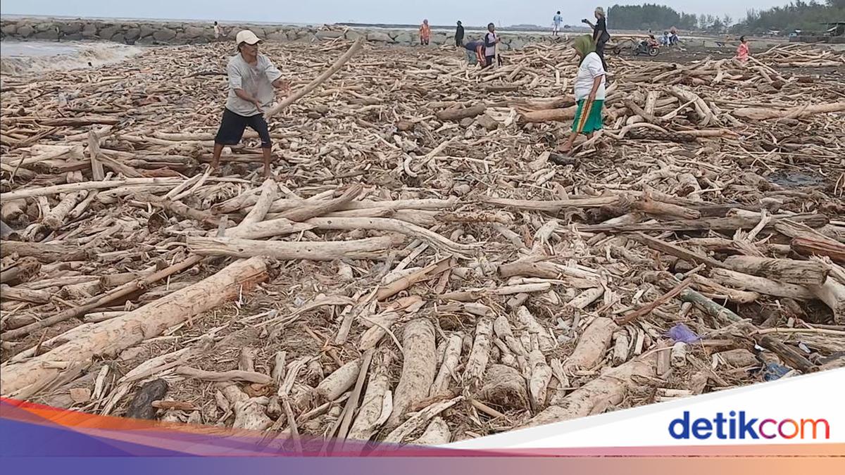 Gelondongan Kayu Penuhi Pantai Larangan Tegal Usai Banjir Bandang Guci