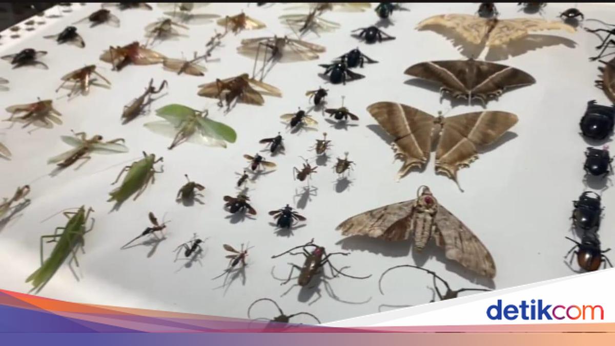 Museum Serangga di Bengkulu, Ada Spesies Serangga Baru Endemik