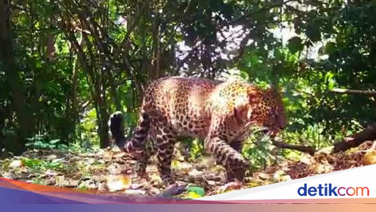 2 Pemburu yang Bikin Macan Tutul Karawang Pincang Ketahuan, Segera Diusut