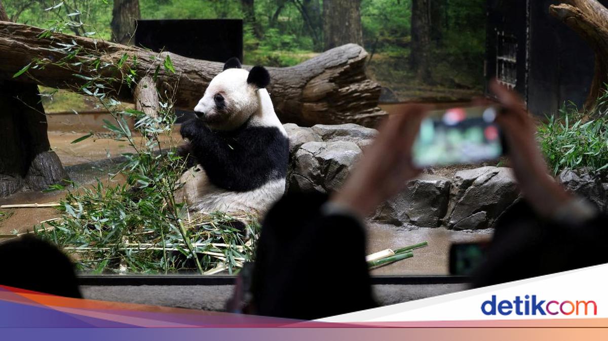 Momen Warga Jepang Berpamitan dengan Panda Raksasa Terakhir