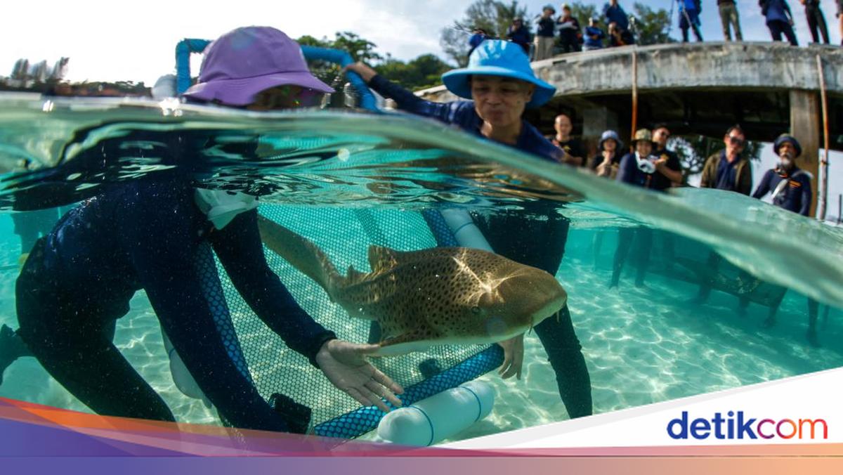 Hiu Macan Tutul Dilepas ke Alam, Upaya Thailand Jaga Ekosistem Laut
