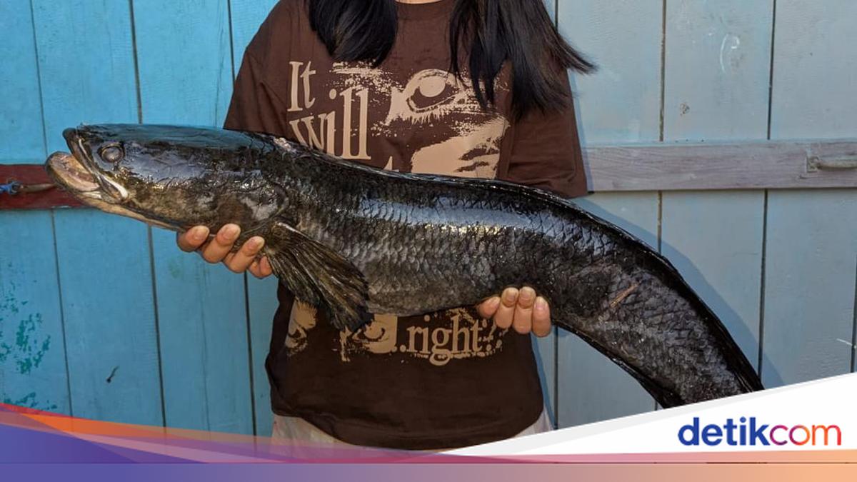 Cerita Warga Malinau Belanja di Pasar Inai, Nemu Ikan Gabus Seberat 4 Kg