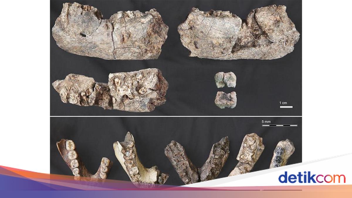 260万年前の「初期人類」種の化石がエチオピアで発見！