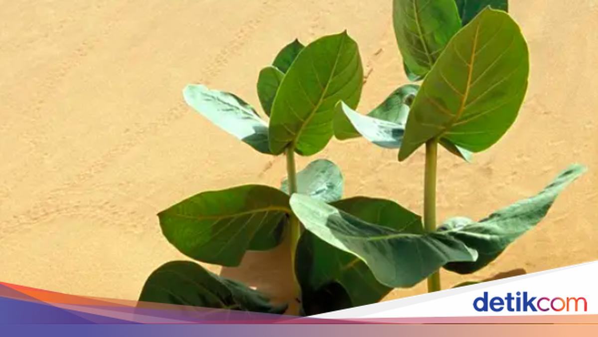 China Tanam Karet Kualitas Militer, Untuk Apa Nih?