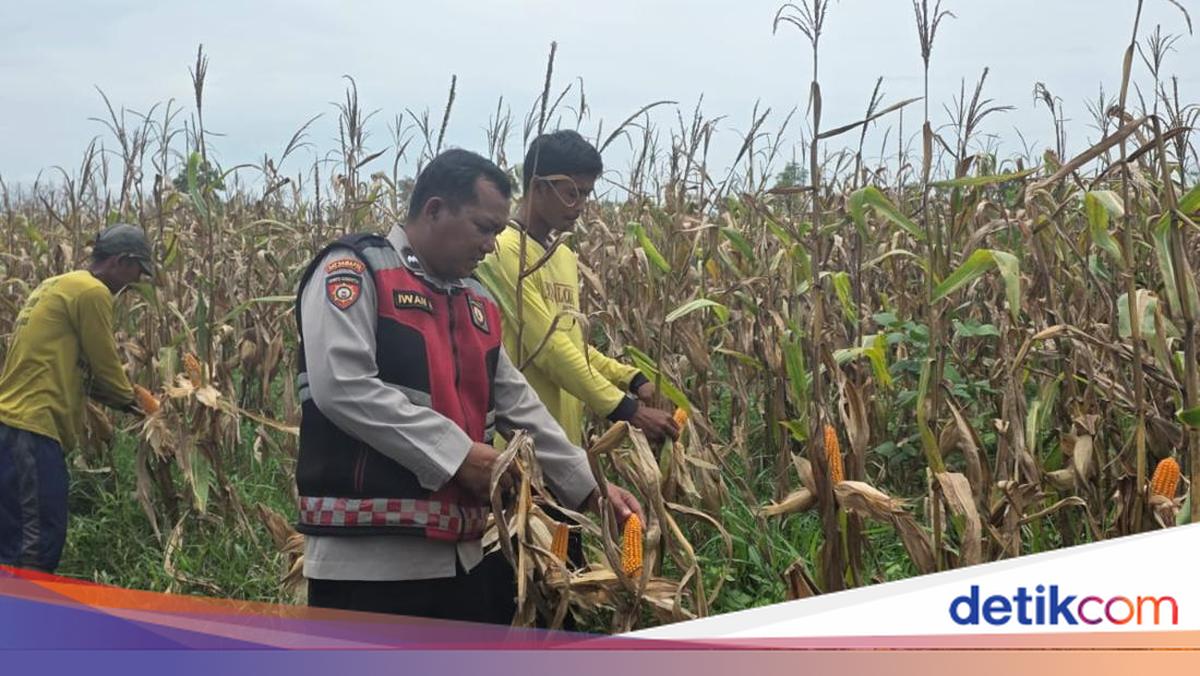 Aipda Iwan 15 Tahun Bina Ratusan Petani Hingga Ekonomi Desa di Ogan Ilir Meningkat