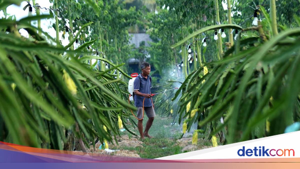 Petani Buah Naga Banyuwangi Naik Kelas Berkat Klasterku Hidupku BRI