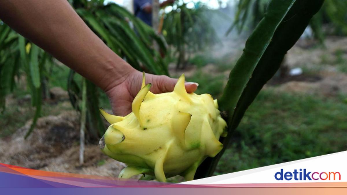 Upaya Kelompok Petani Buah Naga Banyuwangi Jaga Stabilitas Harga