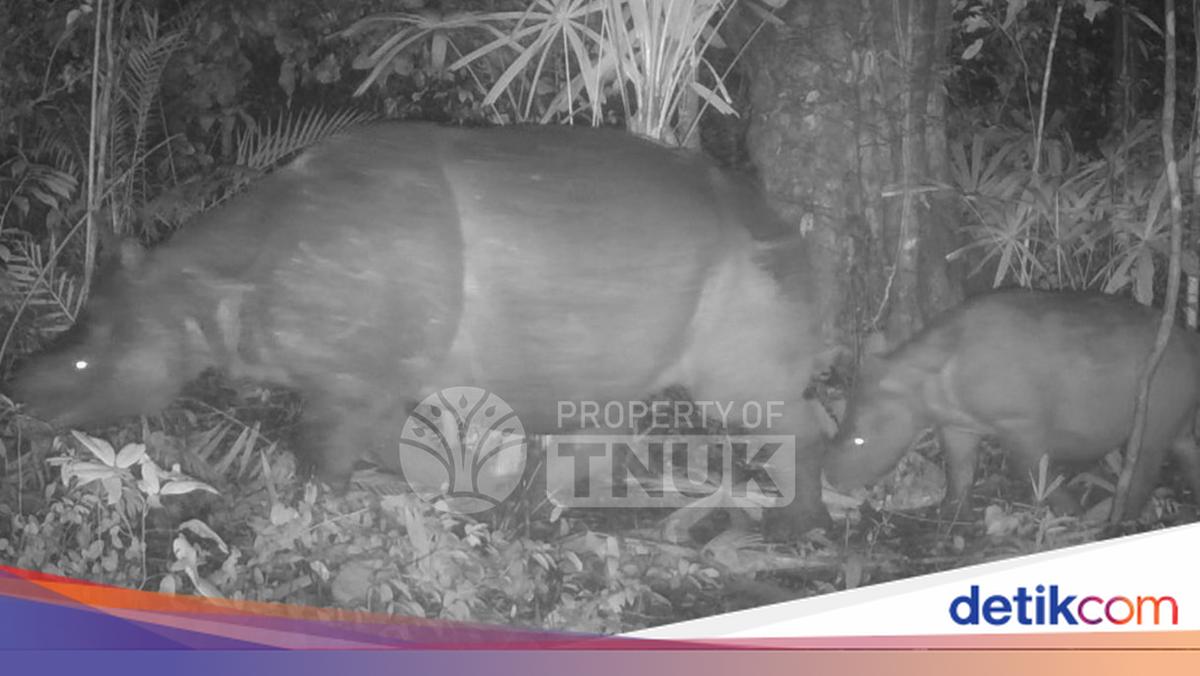 Kabar Gembira, Anak Badak Jawa Terpantau di TN Ujung Kulon
