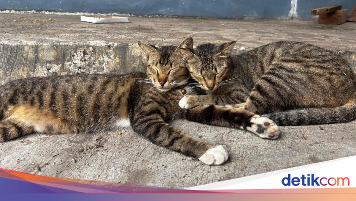 Kucing Ditendang Hilang Nyawa Bikin Pensiunan ASN Blora Jadi Tersangka