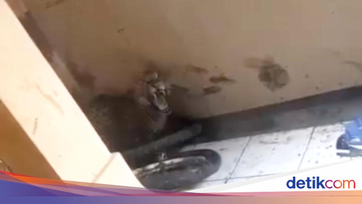 Geger, Macan Tutul Kumbang Masuk Permukiman di Bandung