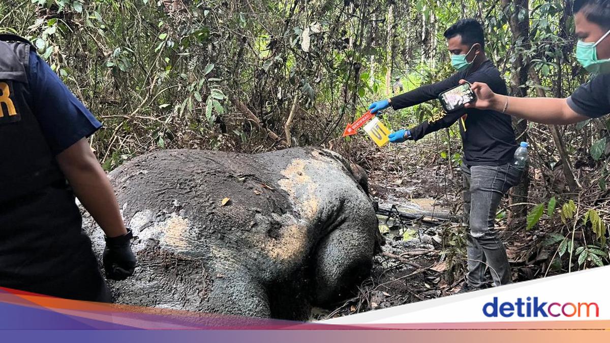 Gajah Sumatera Mati Dibunuh di Pelalawan, Ada Proyektil di Kepala