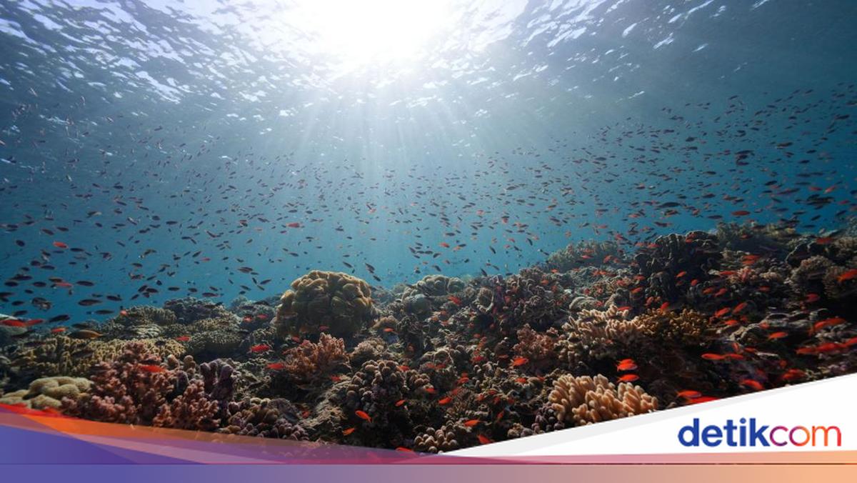 Hari Keanekaragaman Hayati Internasional Dirayakan 22 Mei 2026, Ini Temanya