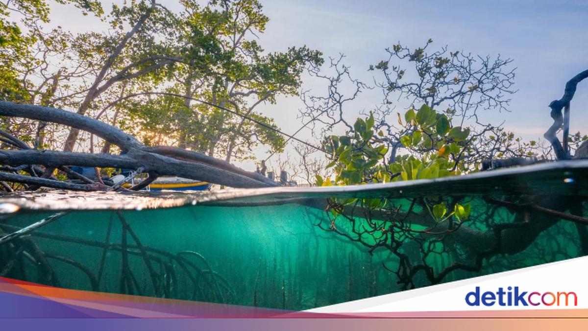 Rintangan Konservasi Laut dalam Pemafaatan Pariwisata di Pulang Romang ...