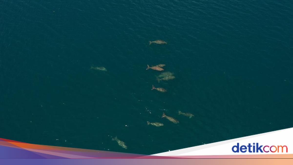 Kawanan Dugong Terbesar Ditemukan di Laut Indonesia, Adanya di MBD