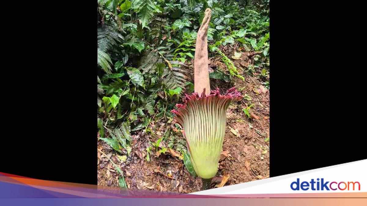 12 Tahun Penantian Bunga Bangkai Titan Arum Akhirnya Mekar