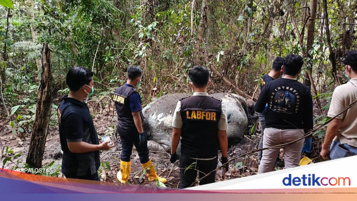 Gajah Sumatera Mati Ditembak, Anggota DPR Minta Pelaku Disanksi Berat