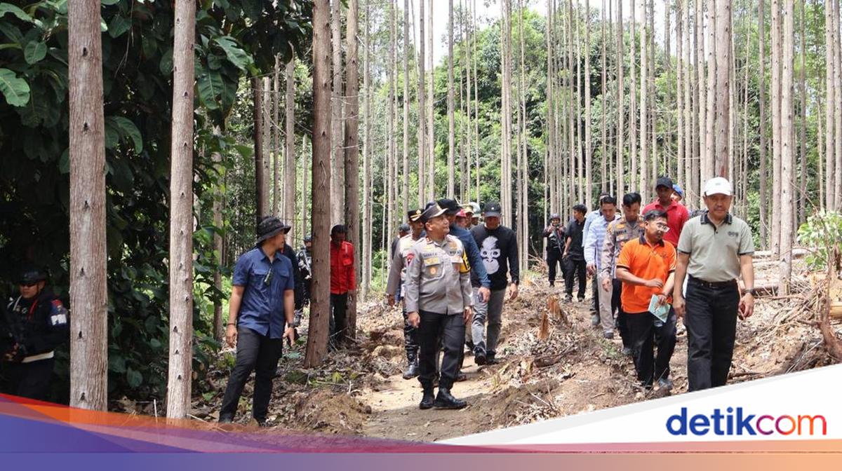 7 Langkah Pemerintah Usut Kematian Gajah Tanpa Gading dan Kepala