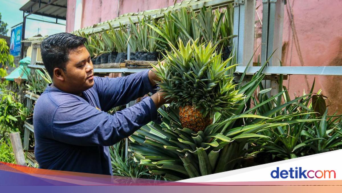 Padukuhan Barak I, Sleman, DIY dikenal sebagai Kampung Nanas Amargaluwih Jumbo. Berawal dari satu tanaman, kini berkembang menjadi lebih dari 10 ribu tanaman yang tersebar di pekarangan warga.

via @detikjogja_