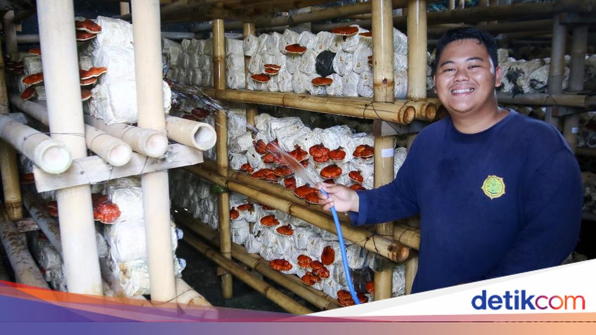 Nama Jamaludin Nur Ridho (25) dikenal sebagai salah satu penggerak petani milenial di DIY. Sejak 2019, pemuda asal Sleman ini dipercaya menjadi Sekretaris Petani Milenial DIY. Ini kisahnya!

via @detikjogja_