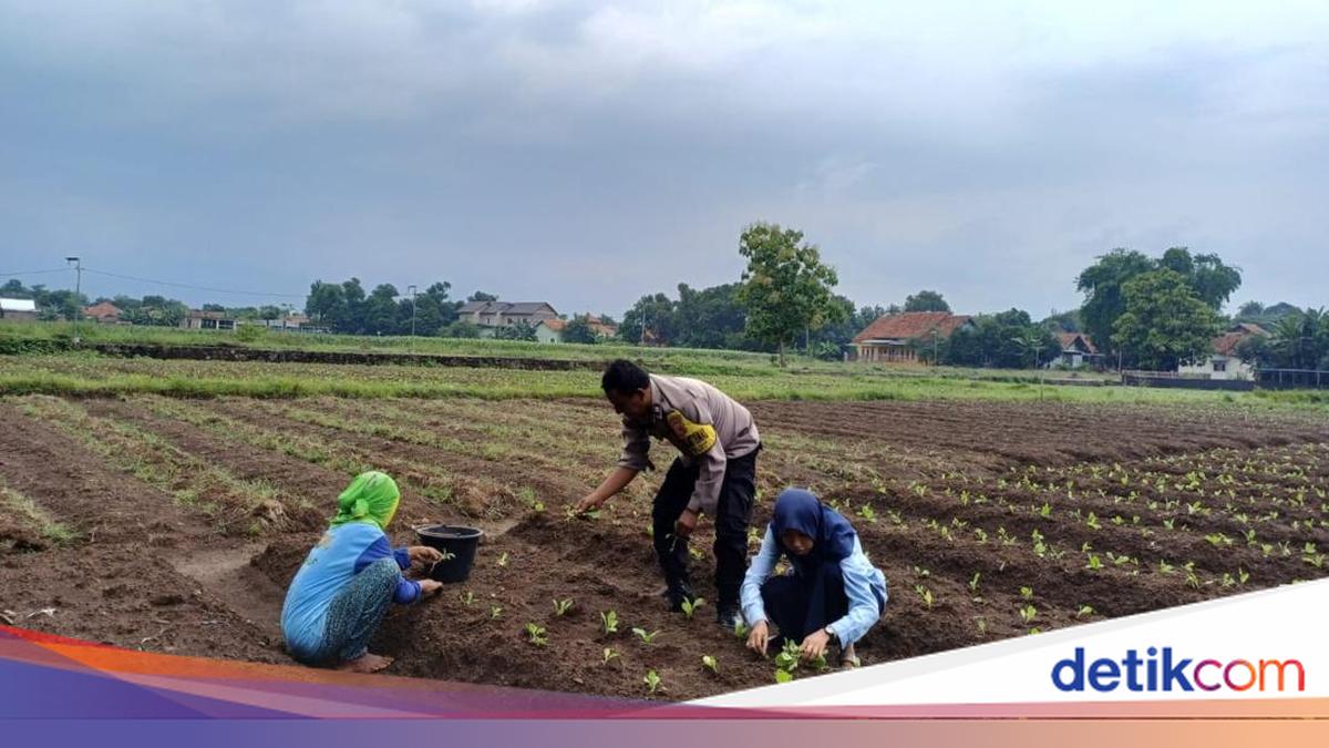 Aiptu Suwendi Sosok di Balik Kemandirian Pangan Warga Desa Megu Gede Cirebon