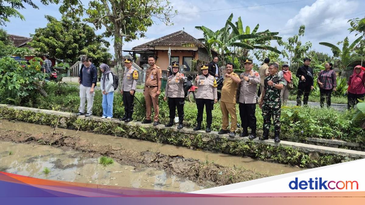 Dukung Program Pemerintah, Polda Jateng Kembangkan Padi Japonica Tarabas