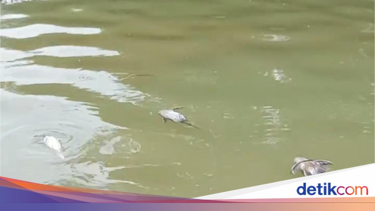 BPBD Susuri Cisadane Tercemar Limbah Usai Kebakaran, Masih Banyak Ikan Mati
