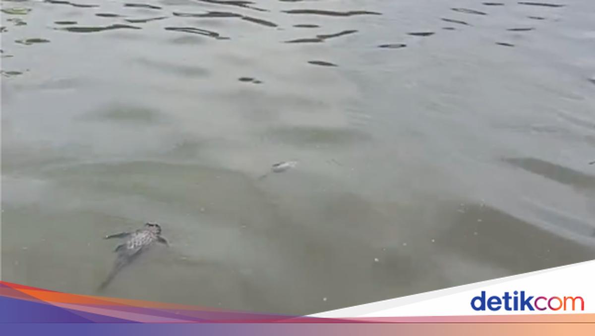 Warga Tangerang Dilarang Makan Ikan Tercemar Pestisida dari Cisadane