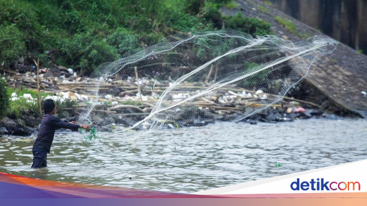Cisadane Tercemar 2,5 Ton Pestisida, BRIN: Bahaya Jika Konsumsi Ikan!