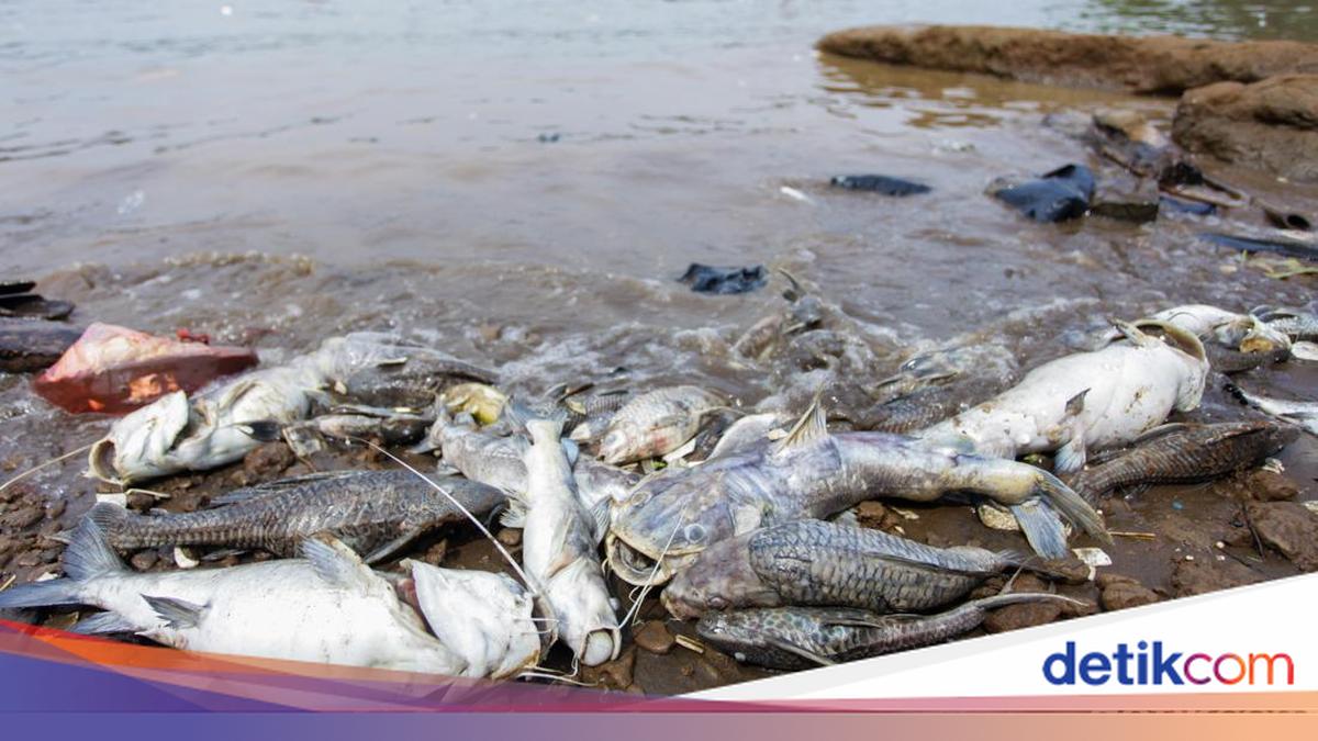 KLH: Pencemaran Pestisida di Sungai Cisadane Meluas hingga 22,5 Km