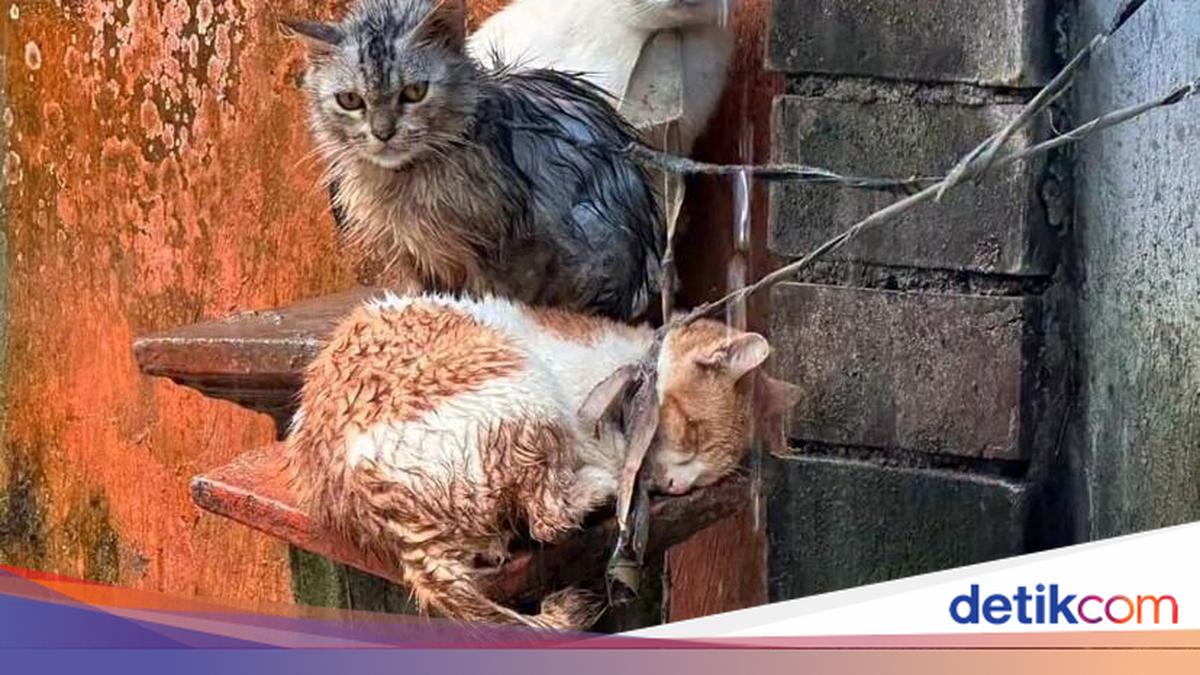 Ikat Leher Kucing Sampai Kehujanan di Bali, Pemilik Ngaku Belum Punya Kandang