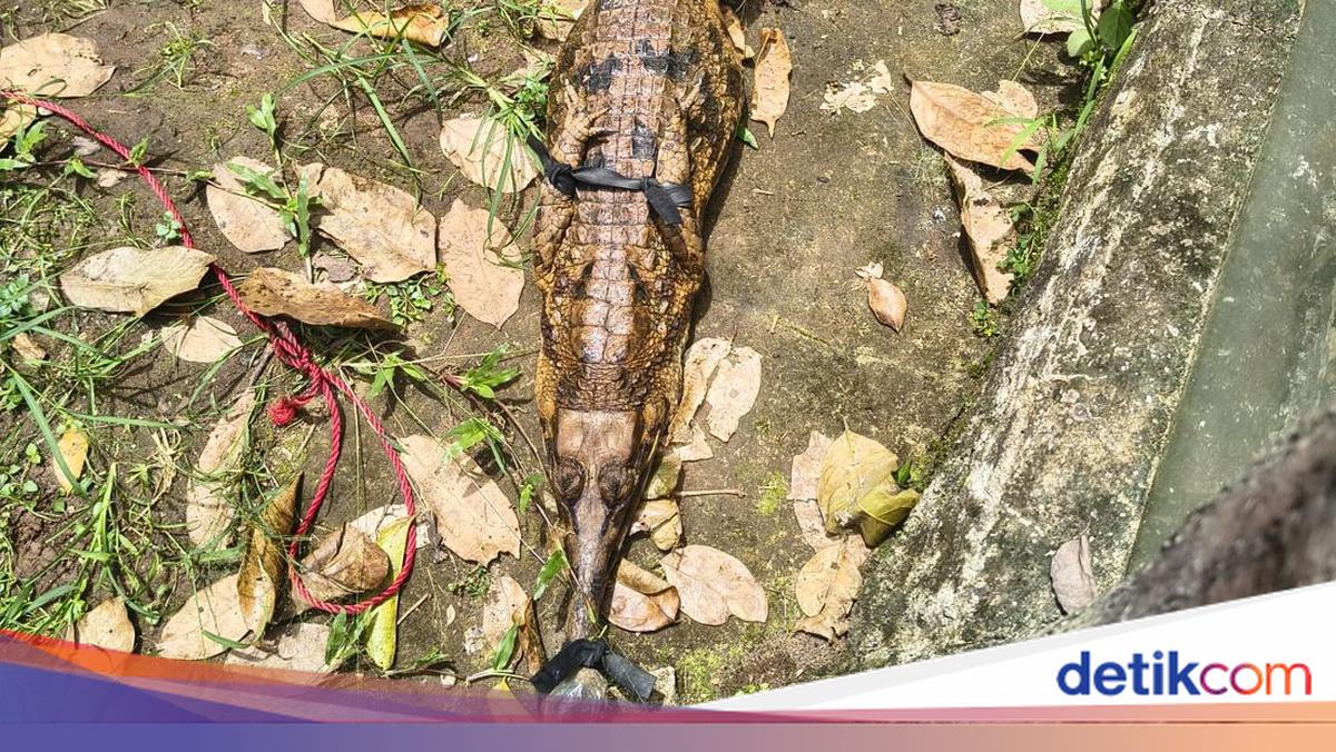 BKSDA Evakuasi Buaya Senyulong dan Kasuari dari Tempat Wisata Tutup di Serang