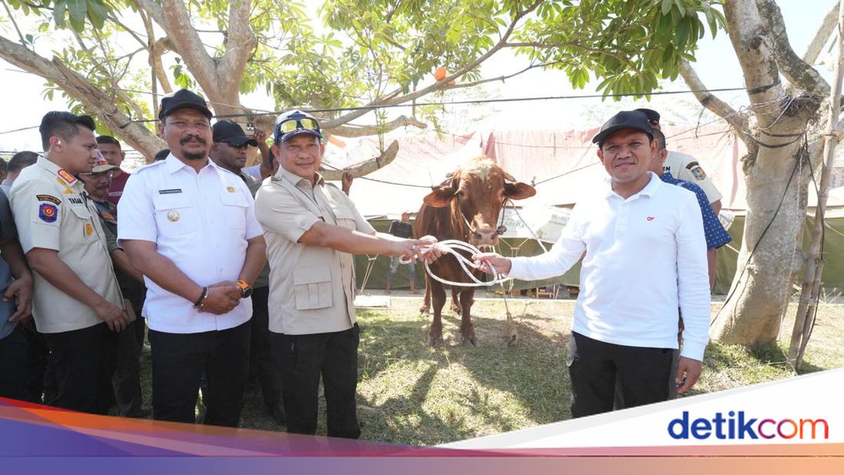 Mendagri Serahkan 1.455 Sapi Bantuan Presiden Prabowo untuk Warga Aceh