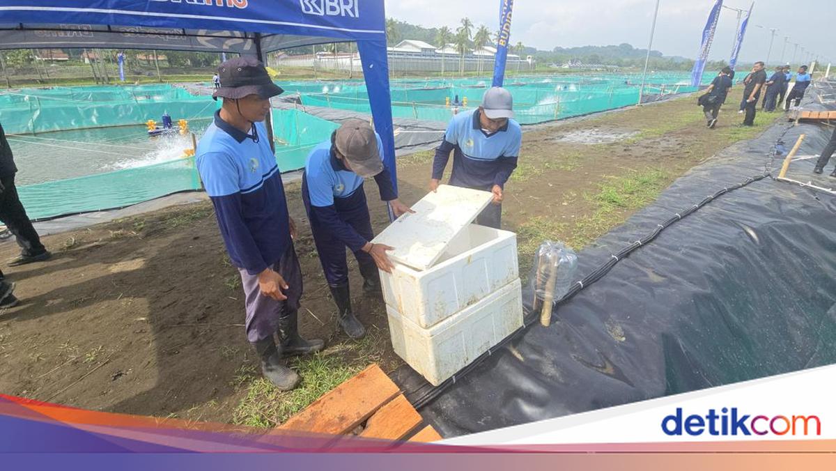 Hamas, Warga Binaan di Nusakambangan, Belajar Budidaya Ikan Sidat Sisa 7 Bulan