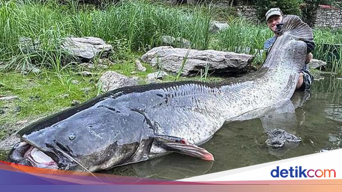 Duel 50 Menit! Lele Raksasa Nyaris 3 Meter Ditaklukkan