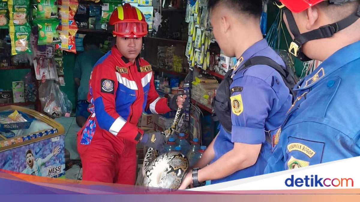 Sanca 3 Meter Ditemukan di Bawah Freezer Toko Sembako Bogor, Damkar Lakukan Evakuasi