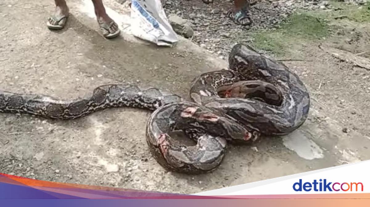 Detik-detik Ngeri Petani di Muna Nyaris Tewas Dililit Piton 6,5 Meter