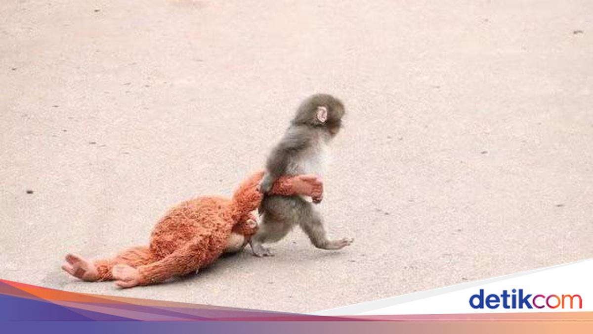 Bayi Monyet Punch Viral di Dunia, Ditinggal Induk dan Terikat dengan Boneka Orangutan