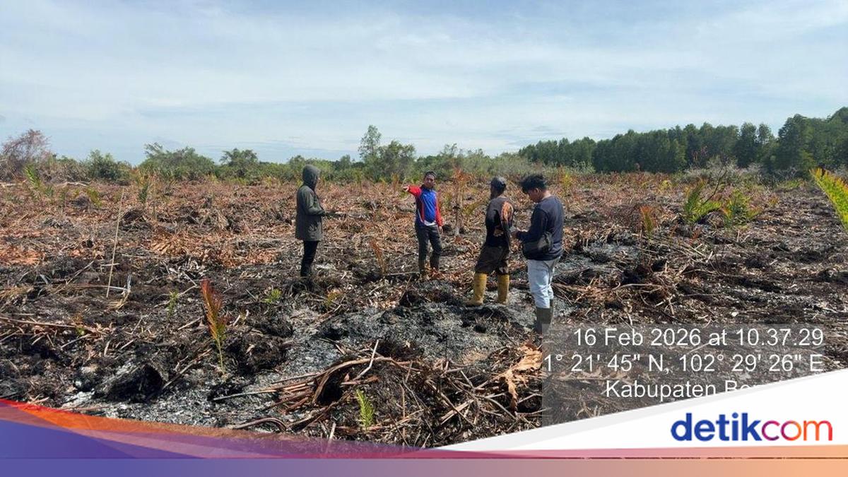 Pembakar Lahan di Bengkalis Riau Ditangkap, Dalihnya Bakar Sarang Tawon