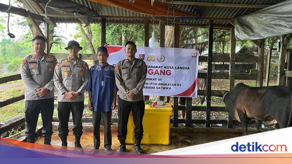 Mahasiswa STIK Sumbang 70 Ekor Sapi buat Tradisi Meugang di Aceh